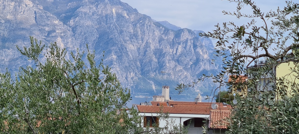 Blick durch den Olivenhain auf die Burg