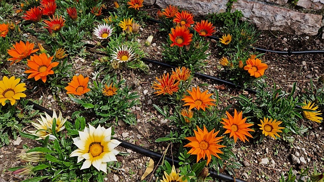 Blumenpracht am Wegesrand