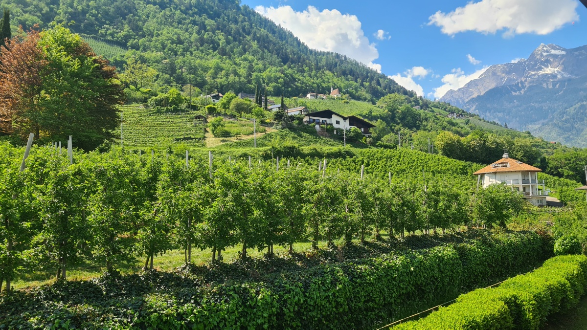 Die Weinberge schirmen die Anlage ab